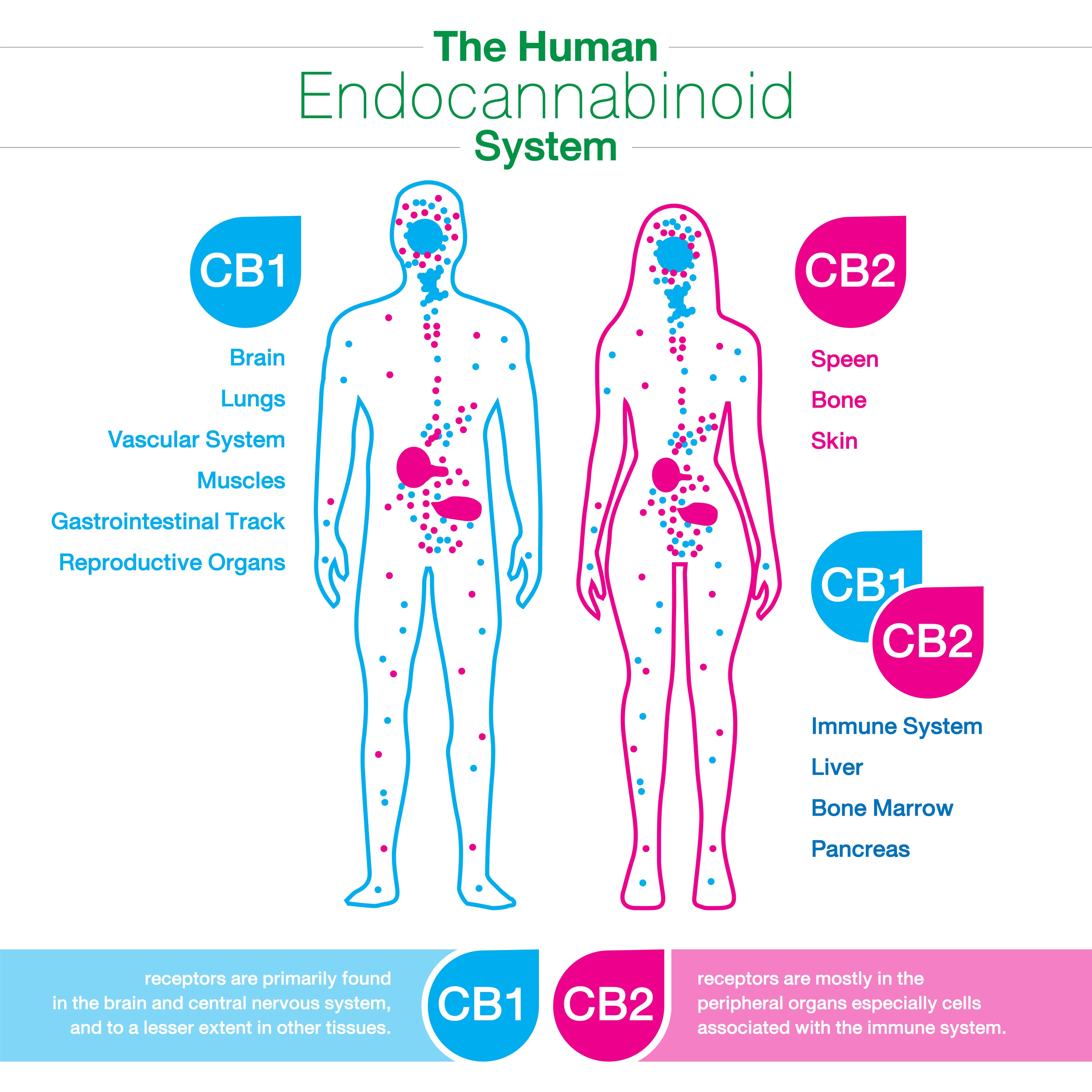 Endokanabinoidní system - CBD, THC, CBN, CBG